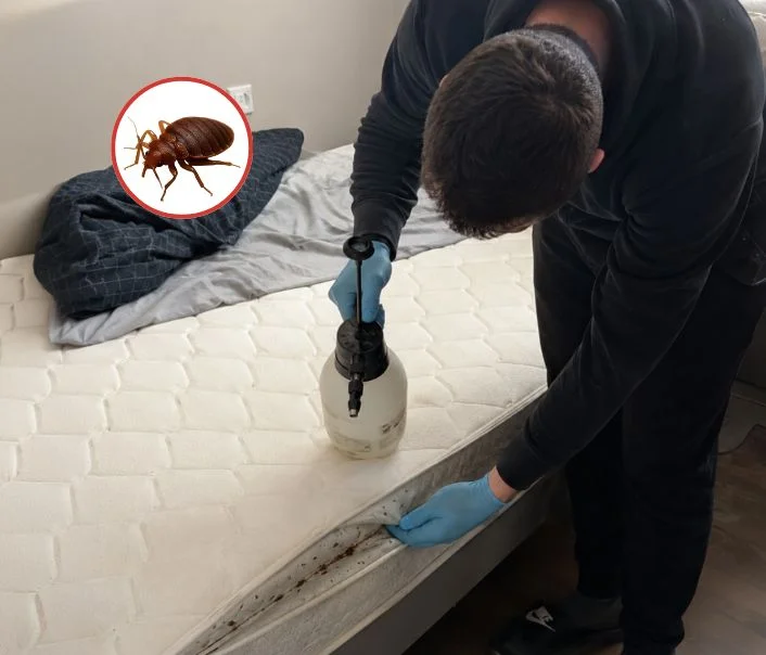 Technicien traitant un matelas contre les punaises de lit à Saint-Michel-sur-Orge
